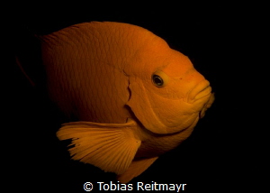 And another one from the Garibaldi, La Jolla Cove, San Diego by Tobias Reitmayr 